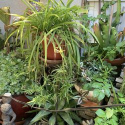 Spider Plant In Red Ceramic Pot.  