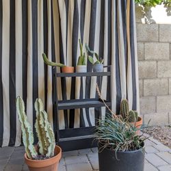 Outdoor Potted Plants 