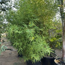 Bamboo Plant 25gal 