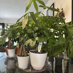 Money Tree PACHIRA AQUATICA PLANTS 