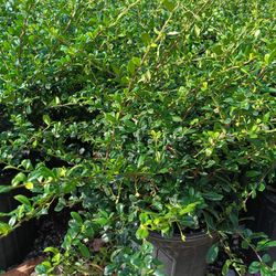 Serissa Privacy Hedge Plants 🌿 3gl $6