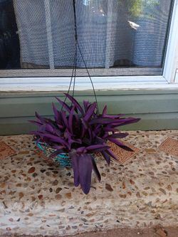 Hanging purple wandering jew