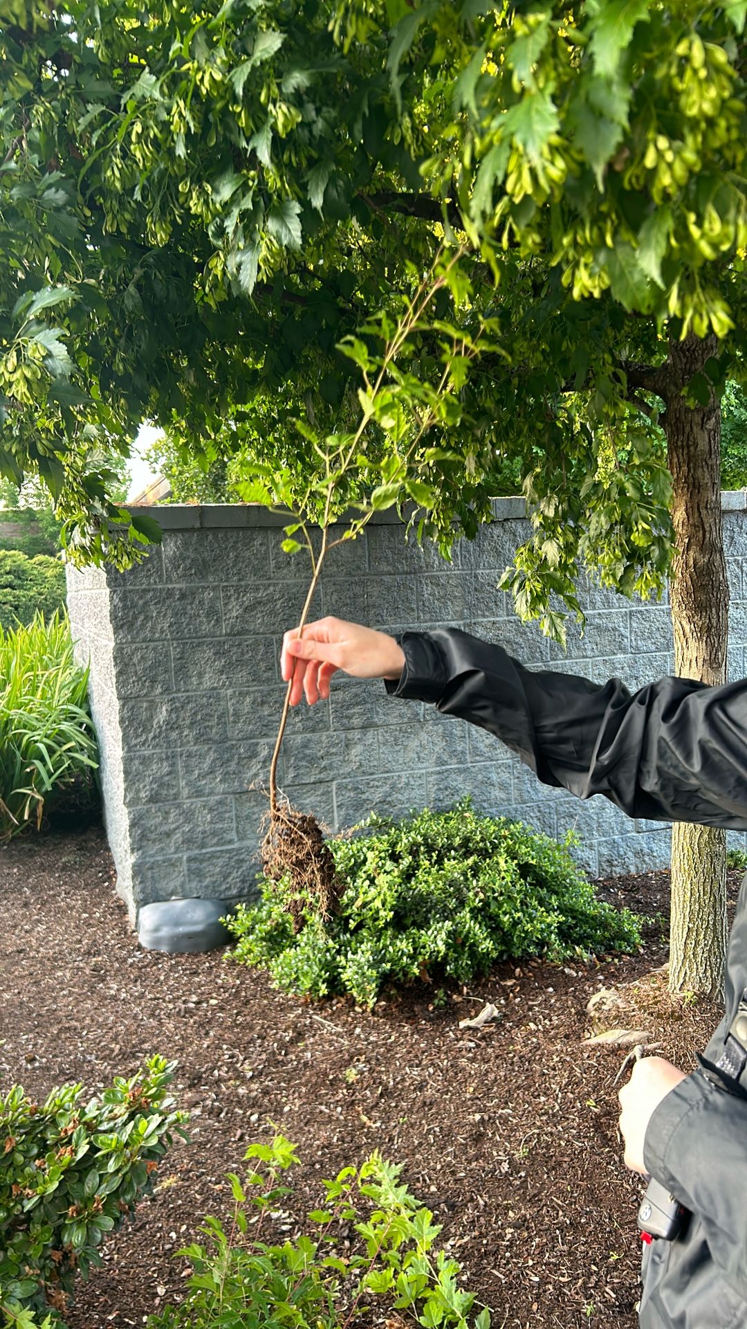 Free Baby Trees