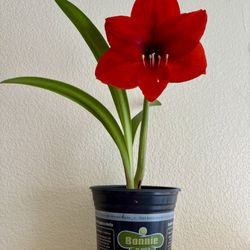 Amaryllis – Large Bud, Ready to Bloom Soon 