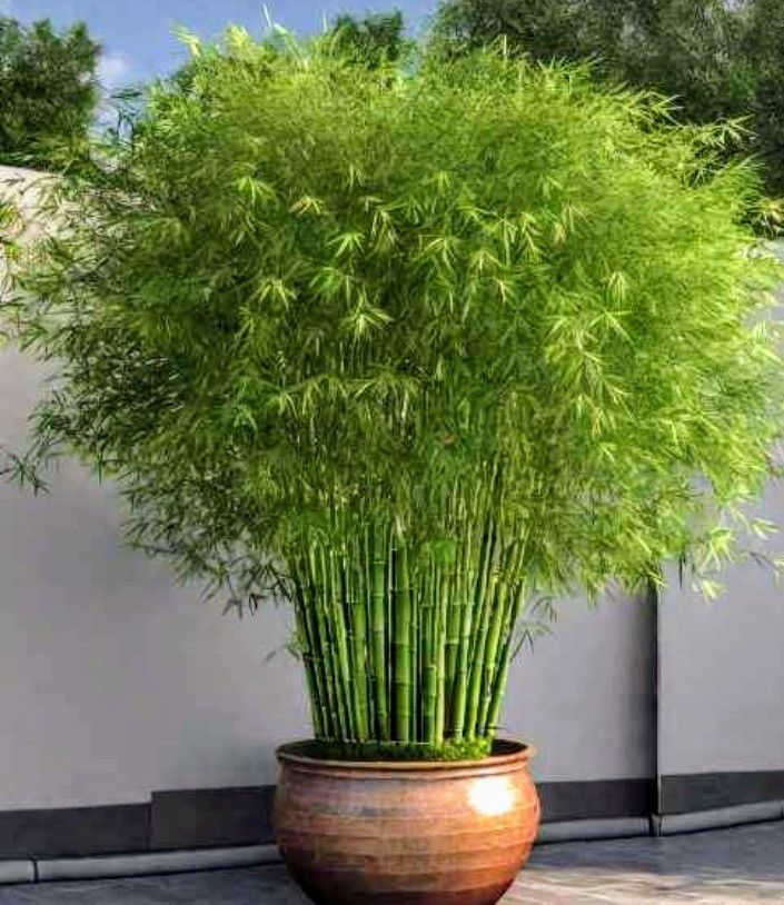 $100.00 For 10 Twelve Inch Cold Hardy Yellow Groove Running Bamboo Plant Rhizome, Freshly Dug Up Per Order. Yellow Groove bamboo