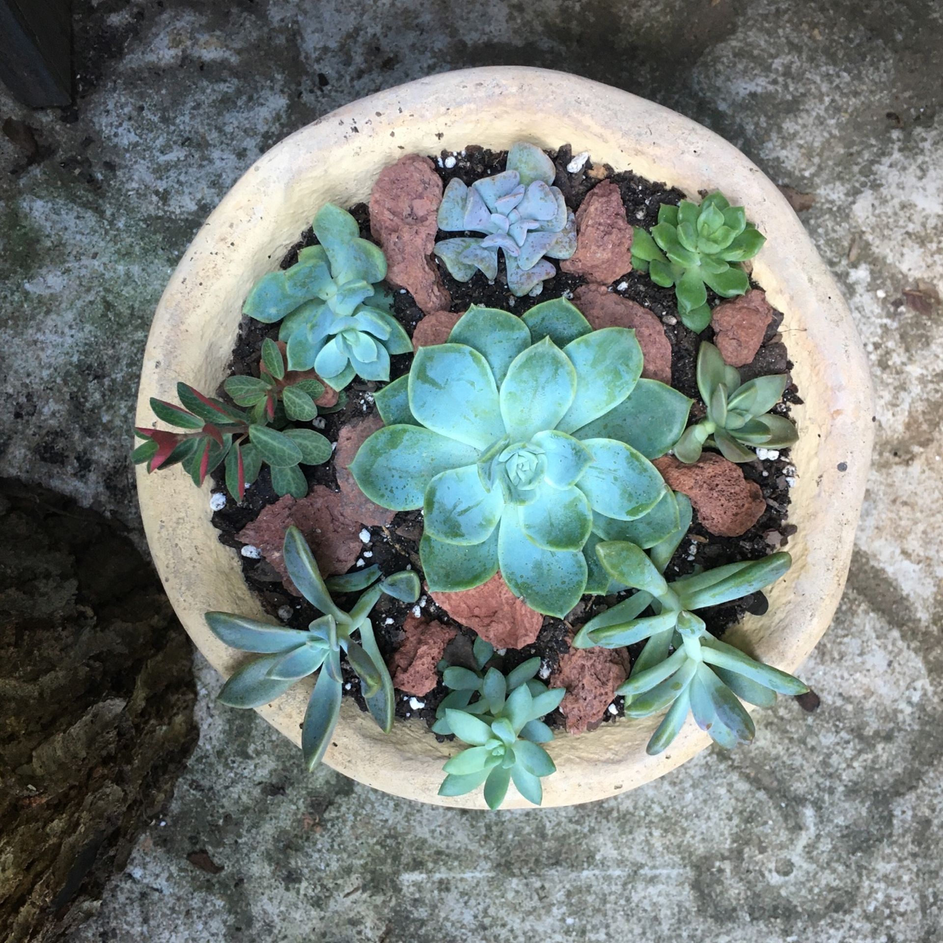 Succulents Arrangement 