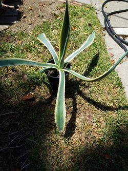 Succulent Agave Americana