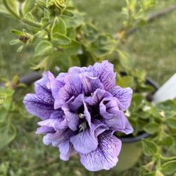 Thumbelina Petunia 