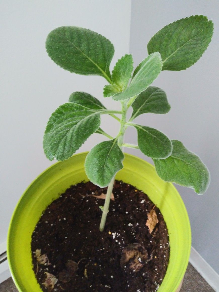 Boldo Plant