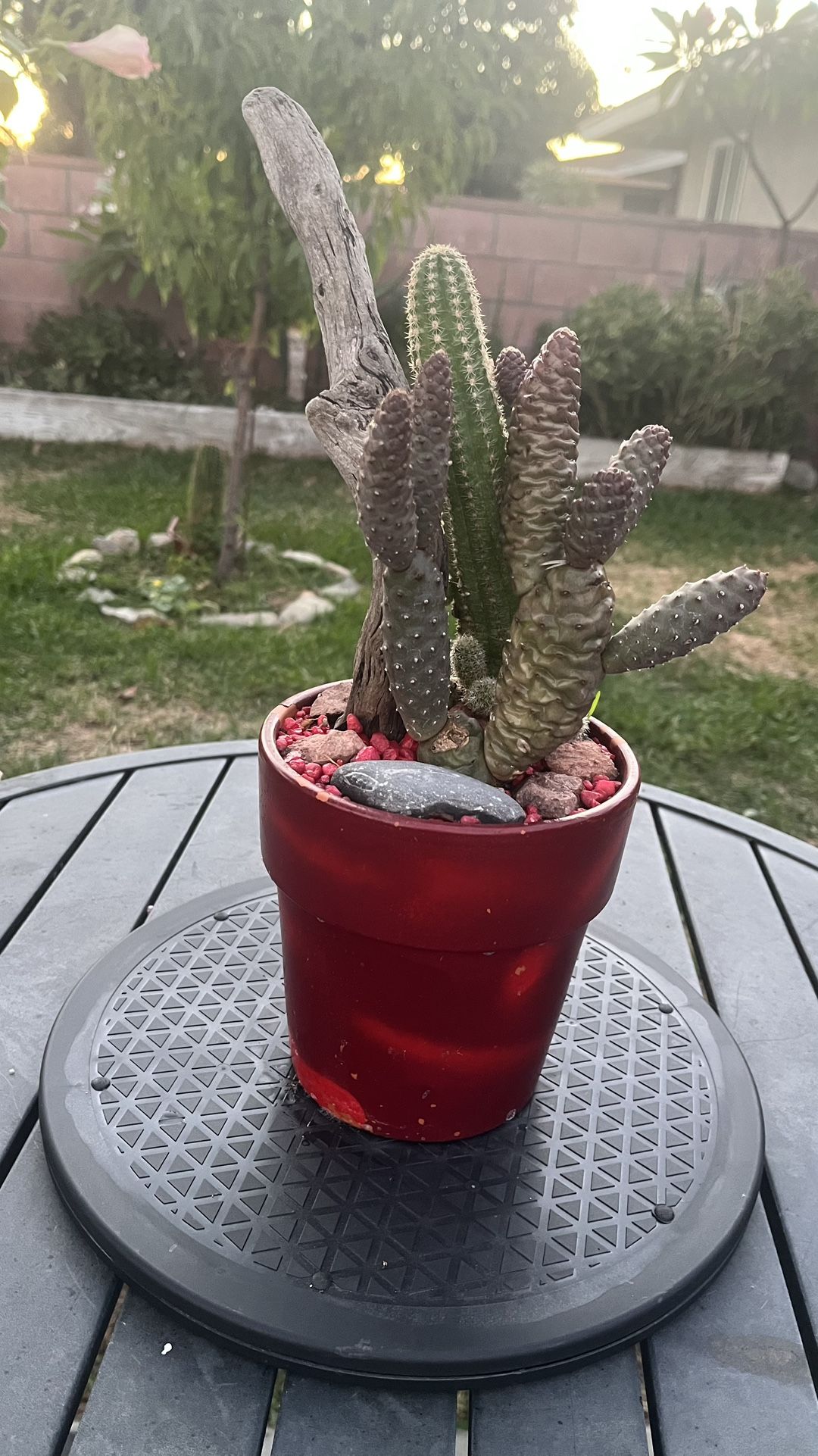 Very Healthy Pine Cone Cactus In Clay Pot 
