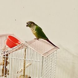 Bird Cage With Accessories 