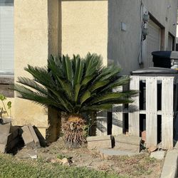 Palm Tree