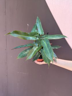 6” philodendron atabapoense