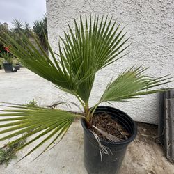 Beautiful Plant Sale!!! 