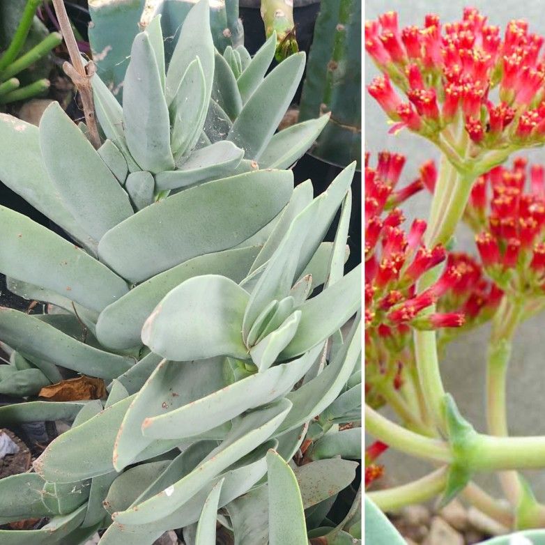 Large Crassula Falcata Propeller Plant with Beautiful Exotic Red Orange Flowers. 🌱