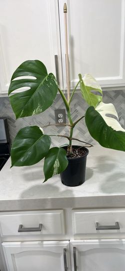 Monstera Albo