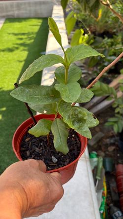 Healthy Guava Plant Sapling