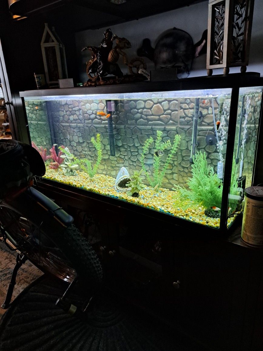 55 Gallon Fish Tank With Fish