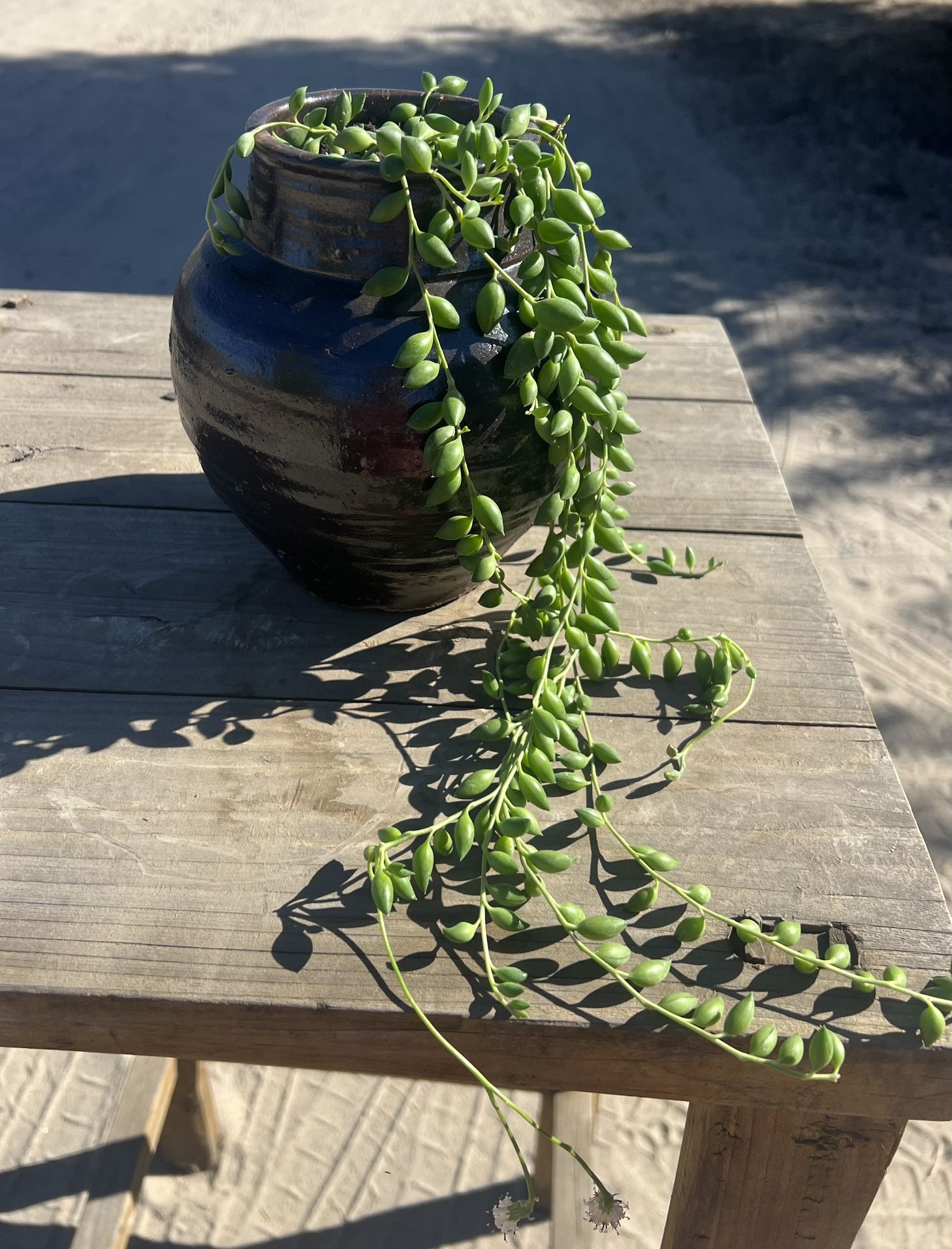 String Of Tears In A Ceramic Pot 