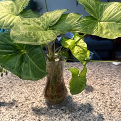 Arrowhead Plant Grown In Water