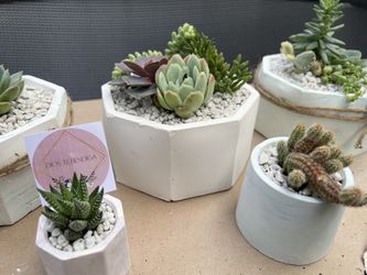 Suculentas / Succulents 