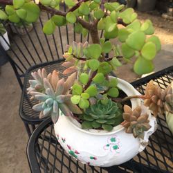 Assorted Mini Plants In Ceramic Pot 