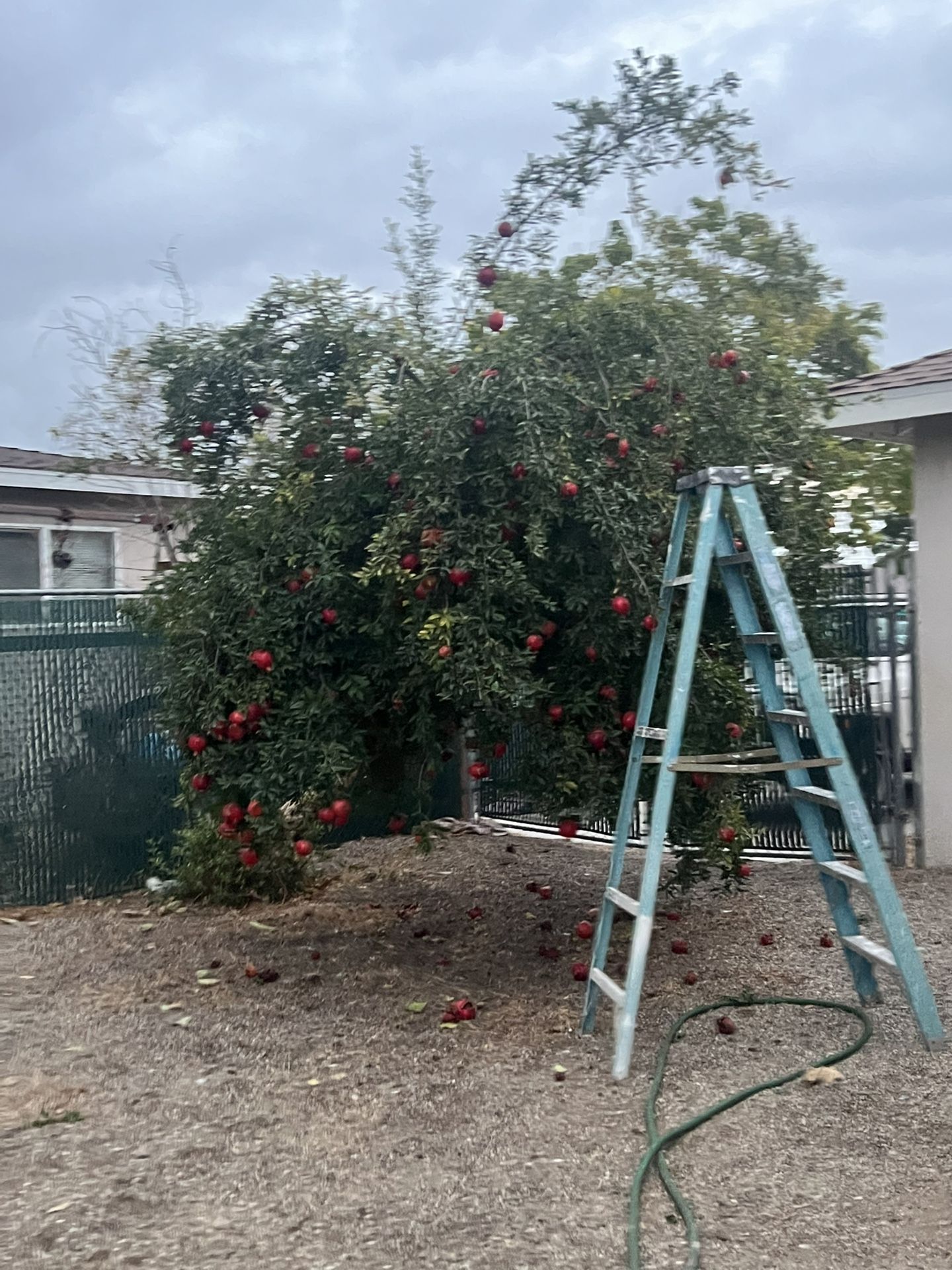 Pomegranates For Sale! 1$ Each