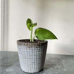 Potted Pothos Plant 🪴 