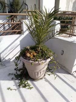 Beautiful Palm Tree About 4 Ft Tall