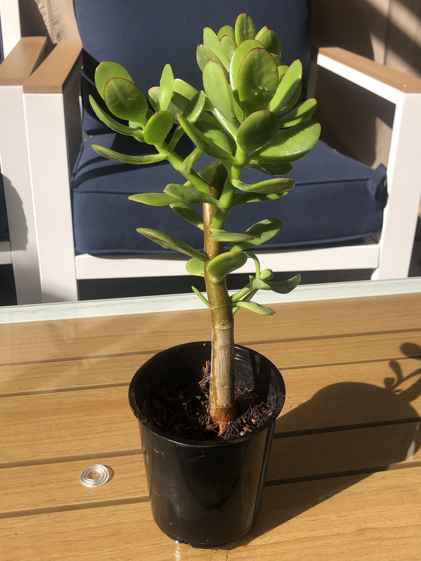 Succulent Crassula Ovata Jade 1 Live 10” Money Plant Tree