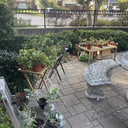 Scripps Ranch Plants Sale! ‼️🪴
