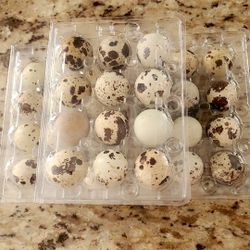 Quail Eggs 🥚 