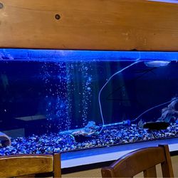 Fish Tank For Sale 