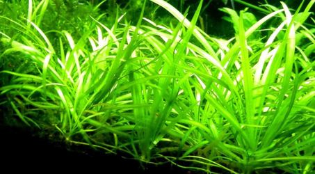 Dwarf Sagittaria Aquatic Plant