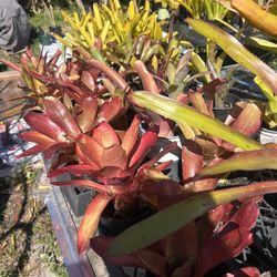 Loots At Bromeliads Full Sun