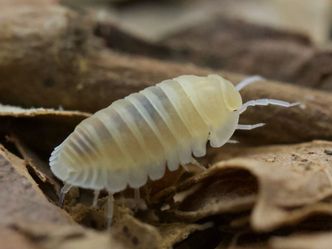 GlacierIsopod Photos