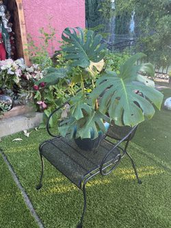 Monstera