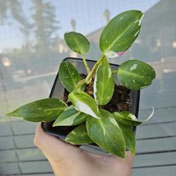 Philodendron White Princess Plant