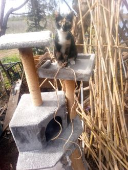 3 Level Cat Tower ( Easily Collapseable)