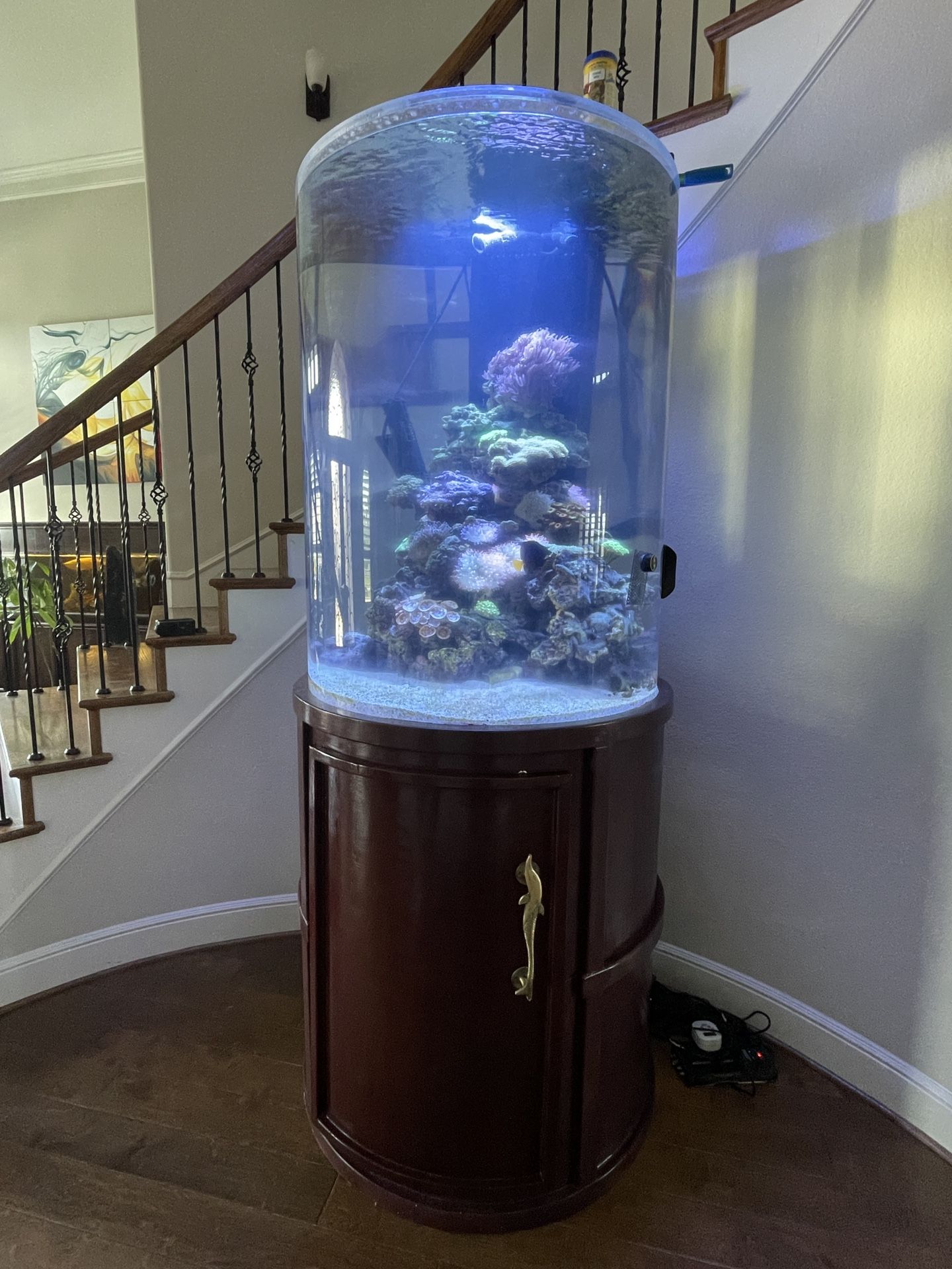 Salt Water Fish Tank