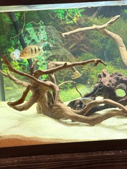 SPIDER Wood