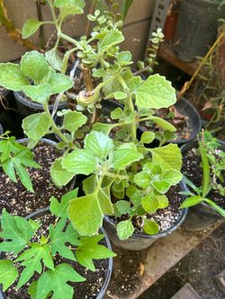 Oregano orejon