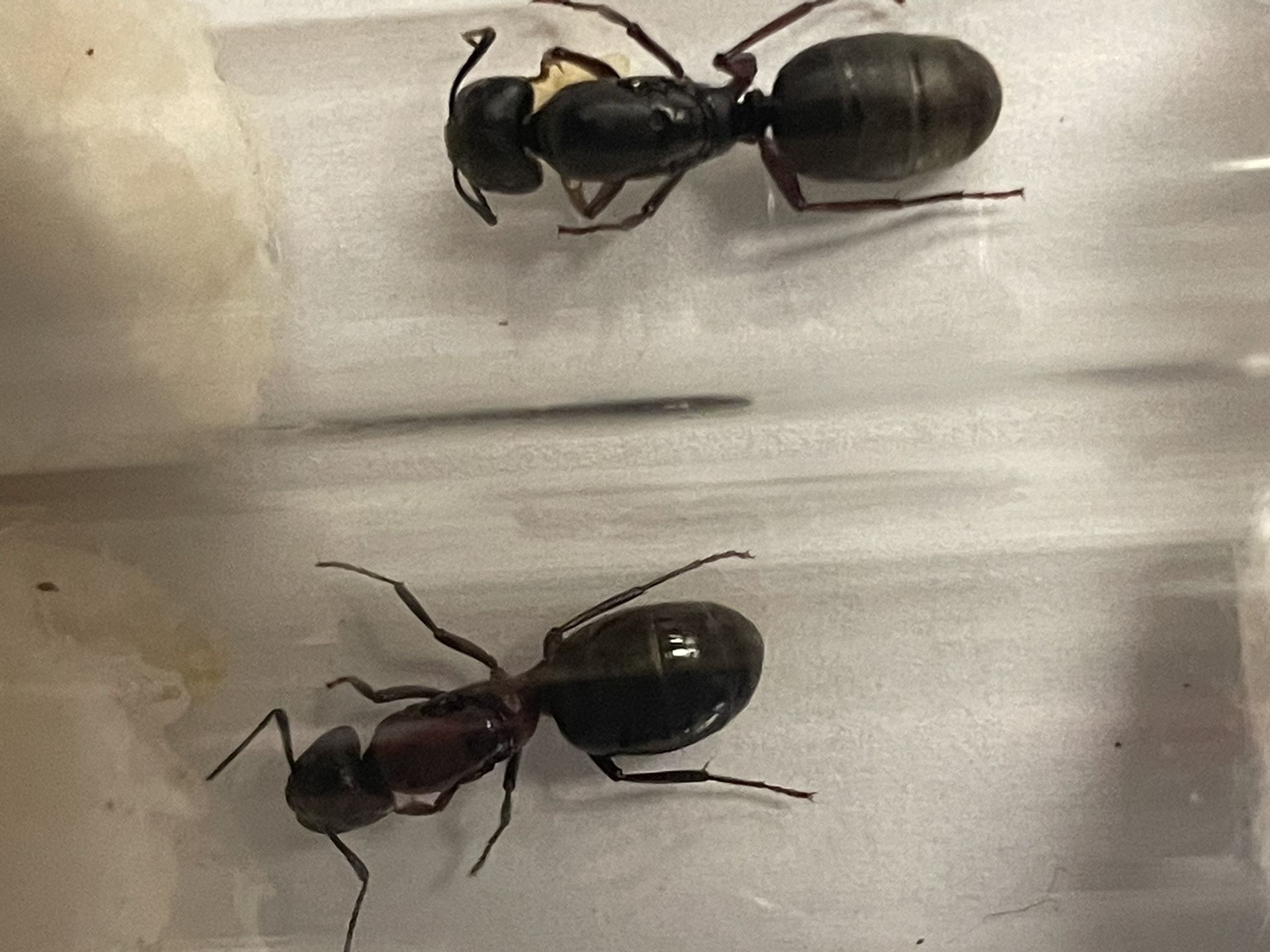 Queen Ant Camponotus Modoc (single)