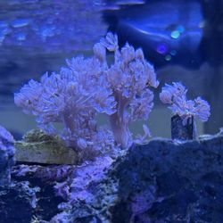 Fake Pulsating Xenia 