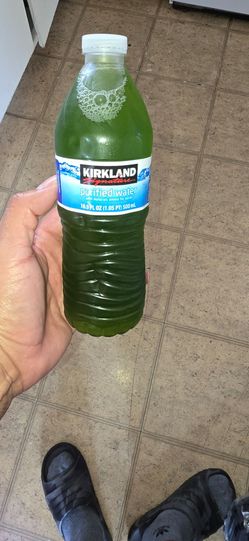 Phytoplankton