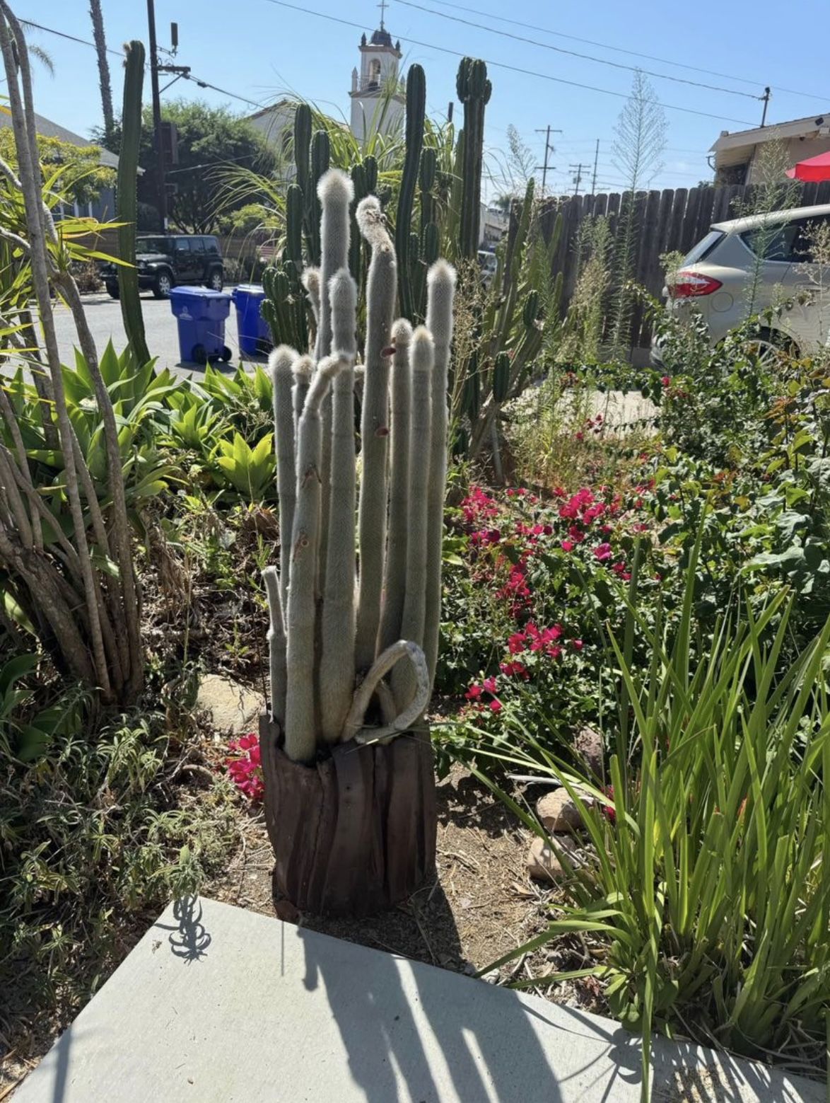 5 Ft Silver Torch Cactus 