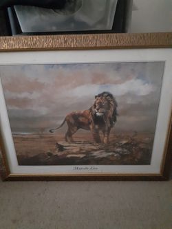 Lion picture. Authentic
