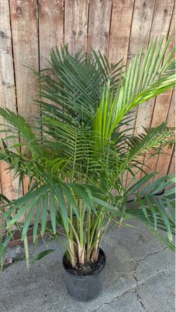 Palm Plant (Indoor Plant) 4ft