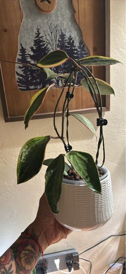 Hoya latifolia in leca