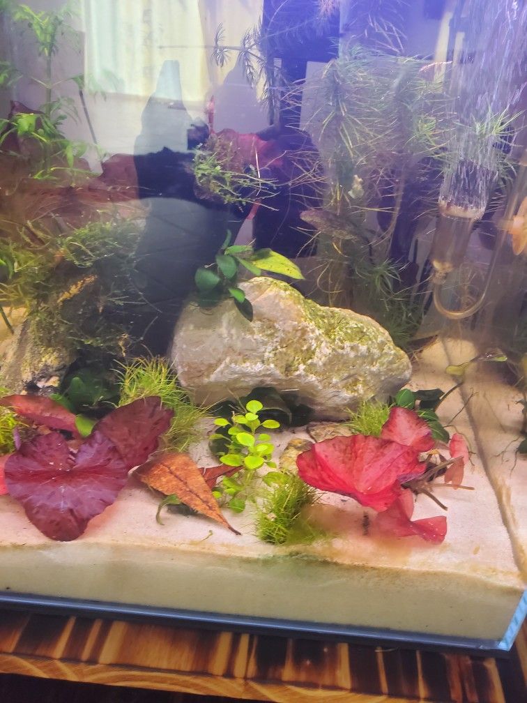 Shrimp Aquarium fully established 